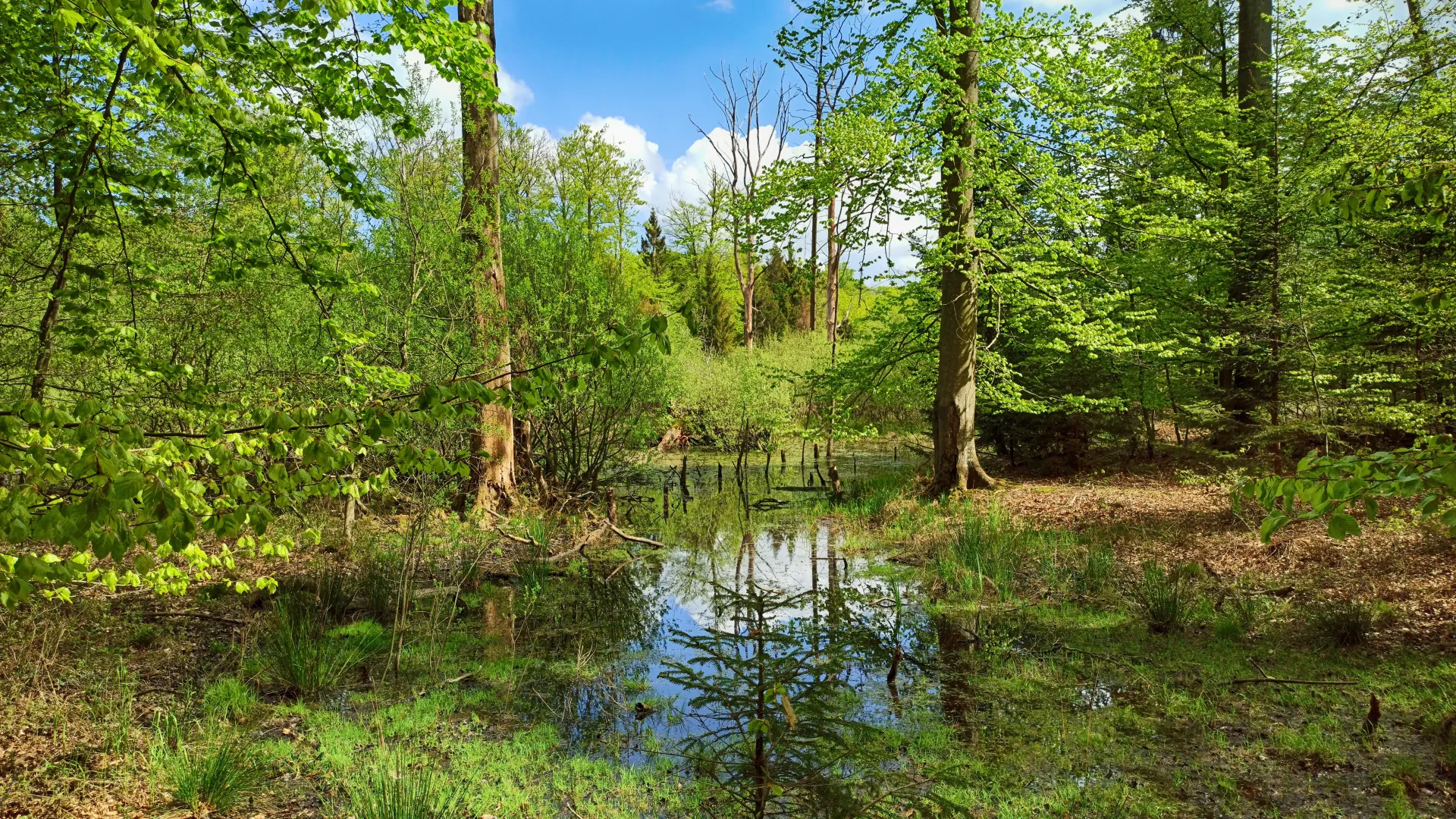 Moor Wald Schleswig-Holstein